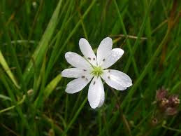 Attēlu rezultāti vaicājumam “Stellaria palustris flower”
