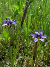 Attēlu rezultāti vaicājumam “Sisyrinchium montanum”