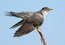 Attēlu rezultāti vaicājumam “Cuculus canorus”