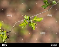 Attēlu rezultāti vaicājumam “Crataegus laevigata leaf”