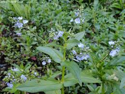 Attēlu rezultāti vaicājumam “Veronica anagallis-aquatica flower”