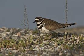 Image result for Charadrius vociferus