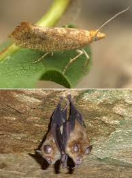 Attēlu rezultāti vaicājumam “Ypsolophidae”