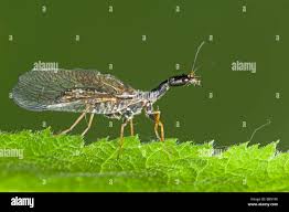 Attēlu rezultāti vaicājumam “Raphidioptera imago”