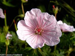 Attēlu rezultāti vaicājumam “Geranium sanguineum flower”