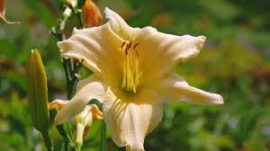 Attēlu rezultāti vaicājumam “Hemerocallis lilioasphodelus”