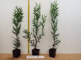 Attēlu rezultāti vaicājumam “Thuja plicata”