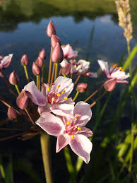 Attēlu rezultāti vaicājumam “Butomus umbellatus bud”