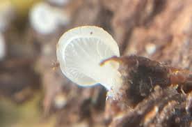 Attēlu rezultāti vaicājumam “Cudoniella acicularis”