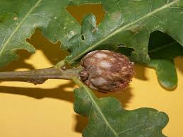 Attēlu rezultāti vaicājumam “Andricus foecundatrix”