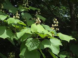 Attēlu rezultāti vaicājumam “Catalpa ovata”