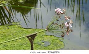Attēlu rezultāti vaicājumam “Butomaceae”