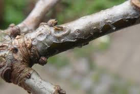 Attēlu rezultāti vaicājumam “Thecabius affinis nymph”