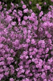 Image result for Lychnis flos-cuculi