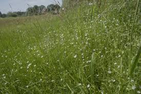 Attēlu rezultāti vaicājumam “Stellaria palustris”