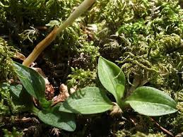 Attēlu rezultāti vaicājumam “Goodyera repens bud”