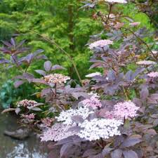 Attēlu rezultāti vaicājumam “Sambucus nigra flower”
