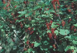 Attēlu rezultāti vaicājumam “Ribes rubrum fruit”