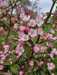 Attēlu rezultāti vaicājumam “Malus baccata fruit”