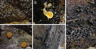 Attēlu rezultāti vaicājumam “Amaurochaete sp.”