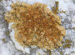 Attēlu rezultāti vaicājumam “Caloplaca scopularis”