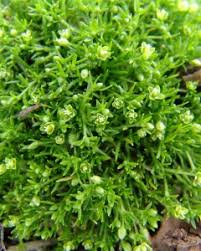 Attēlu rezultāti vaicājumam “Scleranthus perennis bud”