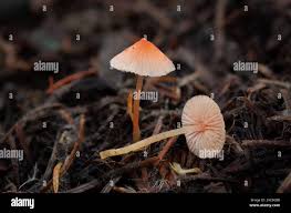 Attēlu rezultāti vaicājumam “Mycena acicula”