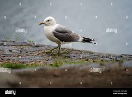 Attēlu rezultāti vaicājumam “Larus canus”