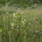 Attēlu rezultāti vaicājumam “Silene otites fruit”