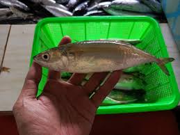Image result for ikan
