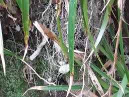 Attēlu rezultāti vaicājumam “Chaenotheca furfuracea”