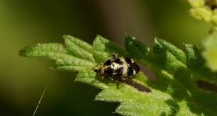 Attēlu rezultāti vaicājumam “Capsodes gothicus imago”