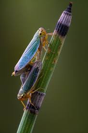 Attēlu rezultāti vaicājumam “Cicadella viridis”
