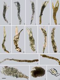 Attēlu rezultāti vaicājumam “Pohlia”