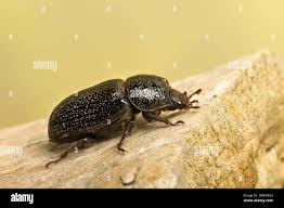 Attēlu rezultāti vaicājumam “Sinodendron cylindricum female”