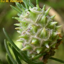 Attēlu rezultāti vaicājumam “Sacchiphantes abietis”