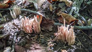 Attēlu rezultāti vaicājumam “Clavaria fumosa”