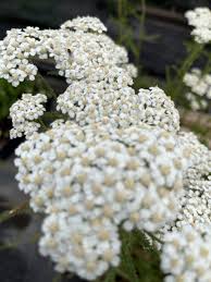 Attēlu rezultāti vaicājumam “Achillea millefolium flower”