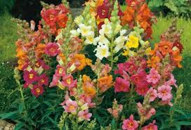 Image result for Antirrhinum majus maximum
