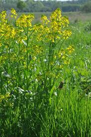 Attēlu rezultāti vaicājumam “Barbarea vulgaris subsp. arcuata”