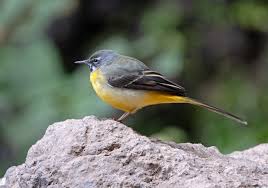 Attēlu rezultāti vaicājumam “Motacilla citreola male”