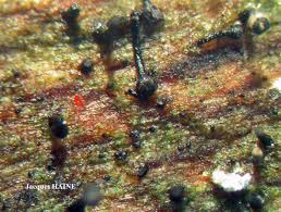 Attēlu rezultāti vaicājumam “Calicium salicinum”