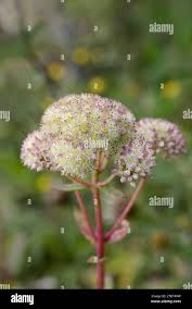 Attēlu rezultāti vaicājumam “Hylotelephium telephium flower”