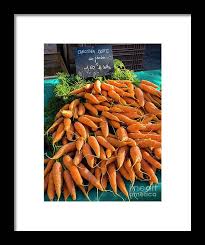 Attēlu rezultāti vaicājumam “Daucus sativus”