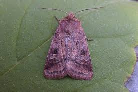 Attēlu rezultāti vaicājumam “Diarsia florida”