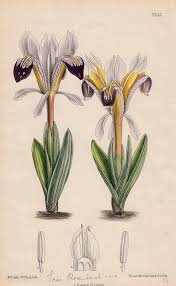 Attēlu rezultāti vaicājumam “Iris rosenbachiana flower”