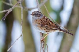 Attēlu rezultāti vaicājumam “Prunella modularis adult”