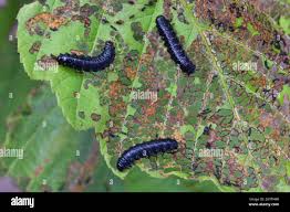 Attēlu rezultāti vaicājumam “Agelastica alni larva”