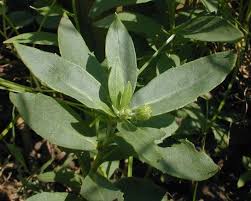 Attēlu rezultāti vaicājumam “Hieracium umbellatum bud”