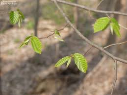 Attēlu rezultāti vaicājumam “Carpinus caroliniana female flower”